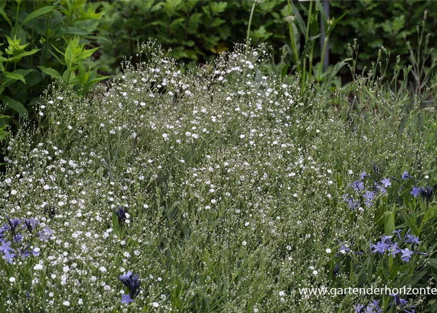 Gypsophila repens 'Compacta Plena'