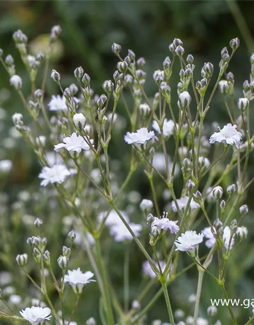 Gypsophila repens 'Compacta Plena'