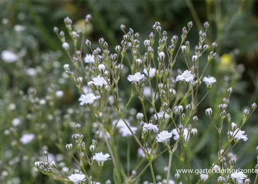 Gypsophila repens 'Compacta Plena'
