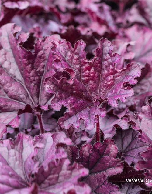 Heuchera x cult.'Forever Purple'