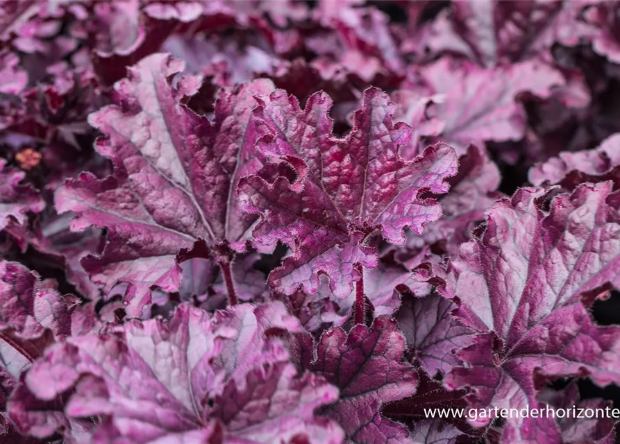 Heuchera x cult.'Forever Purple'
