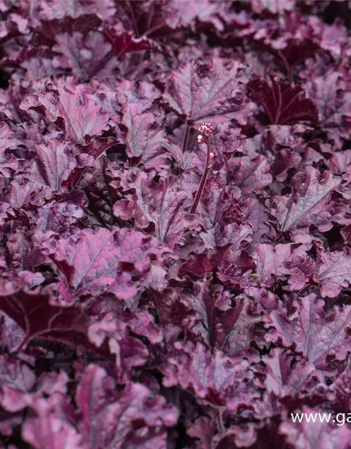 Heuchera x cult.'Forever Purple'