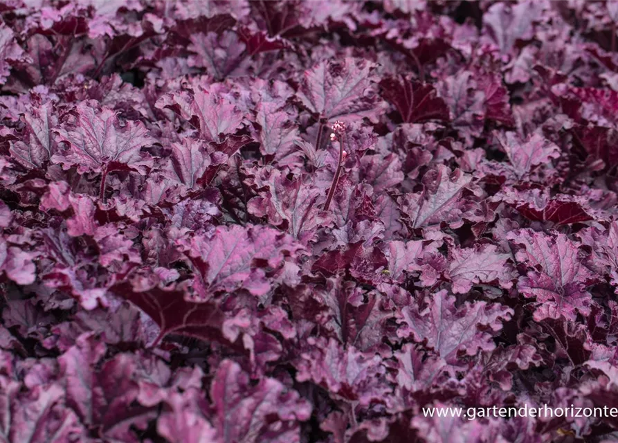 Heuchera x cult.'Forever Purple'