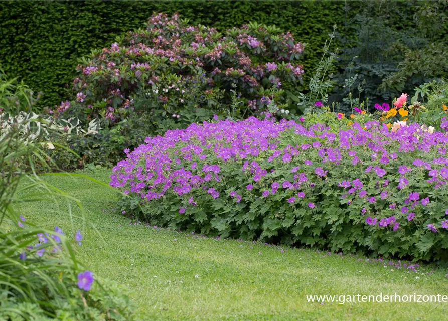 Geranium gracile 'Sirak'