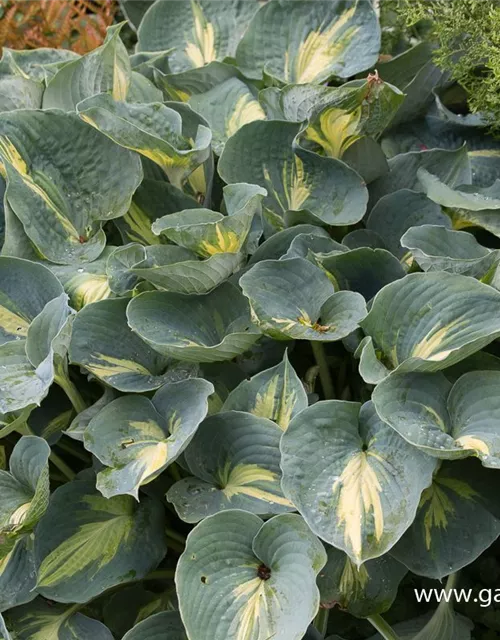 Funkie 'Dream Weaver'