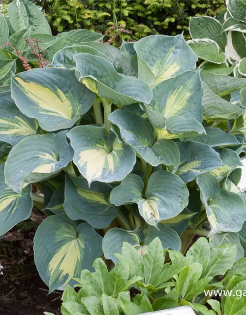 Funkie 'Dream Weaver'