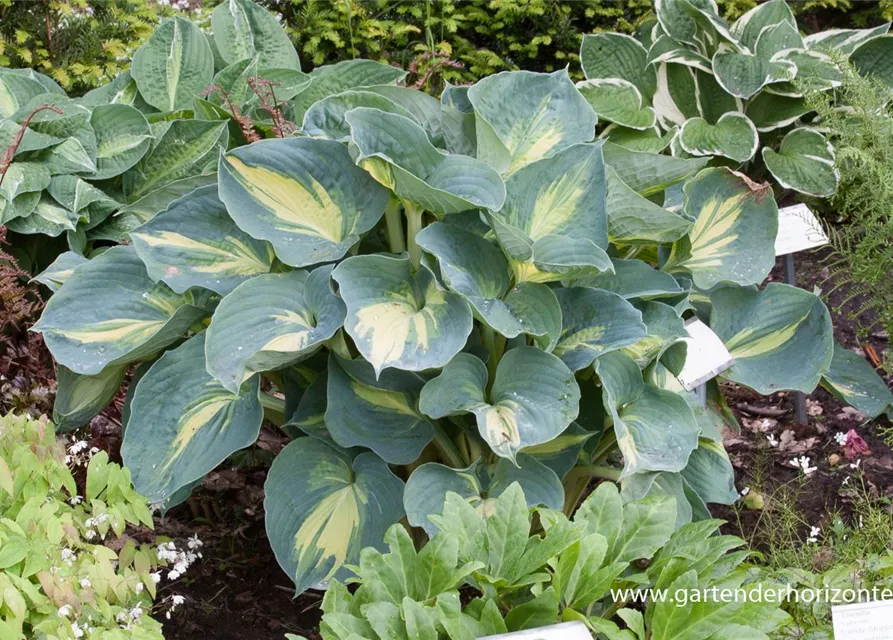 Funkie 'Dream Weaver'