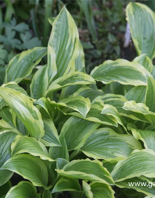 Weißrandige Garten-Funkie 'Ground Master'