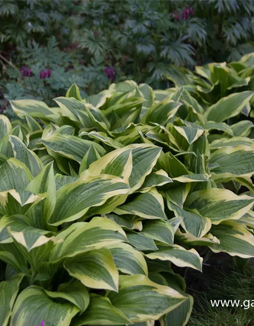 Weißrandige Garten-Funkie 'Ground Master'