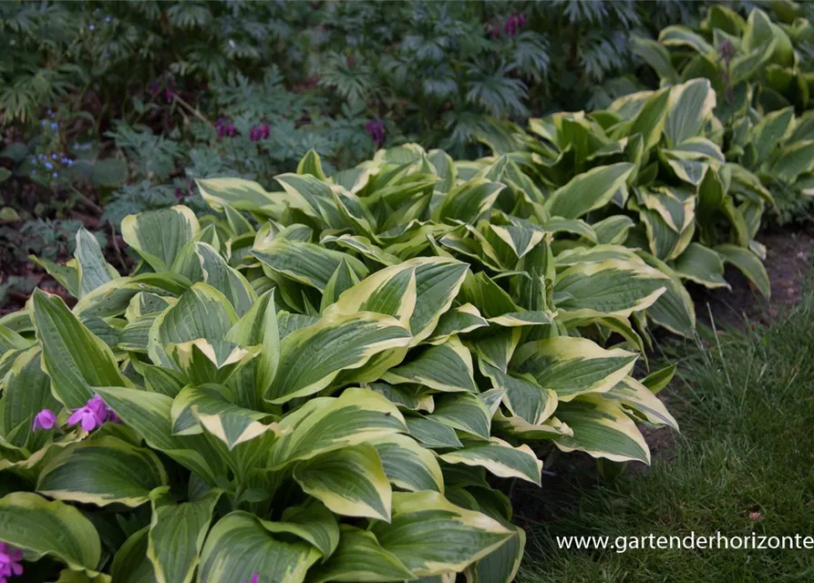 Weißrandige Garten-Funkie 'Ground Master'