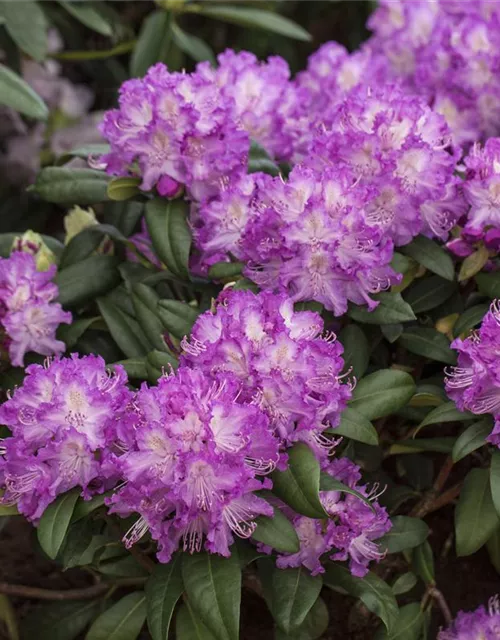 Rhododendron 'Alfred'