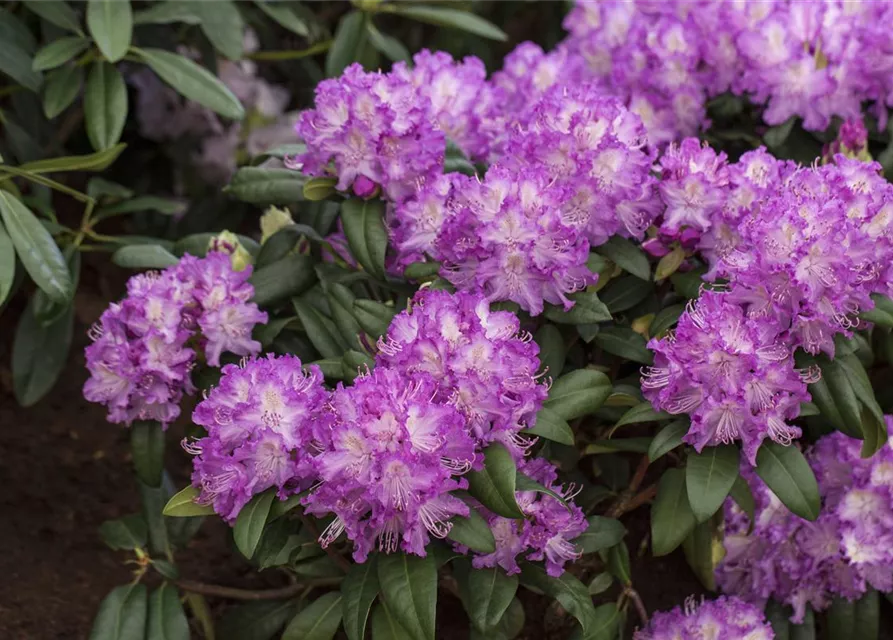 Rhododendron 'Alfred'