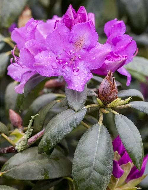 Rhododendron 'Alfred'