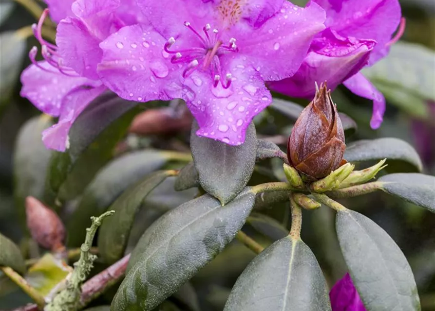Rhododendron 'Alfred'