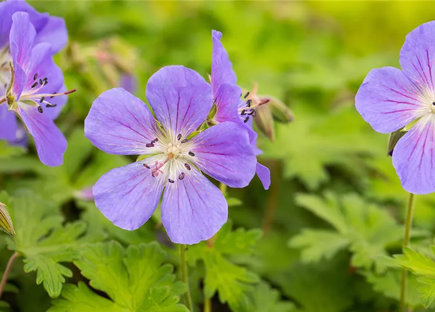 Geranium himalayense 'Baby Blue'