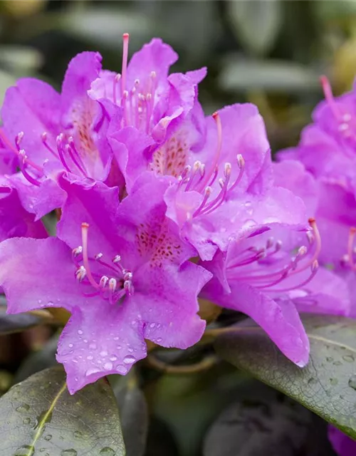 Rhododendron 'Alfred'