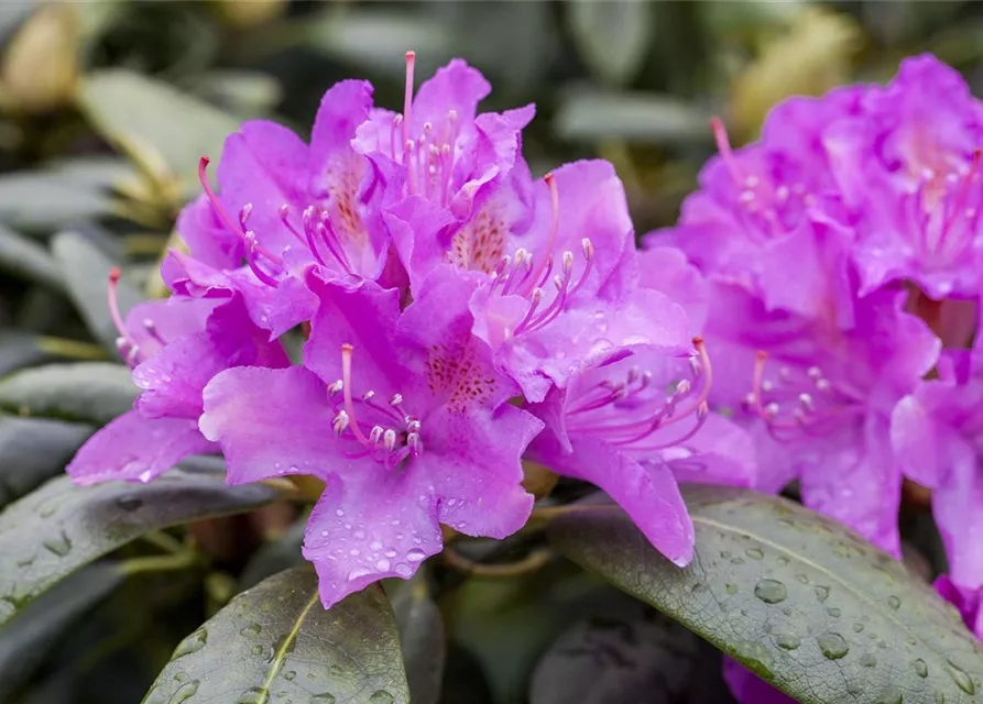 Rhododendron 'Alfred'