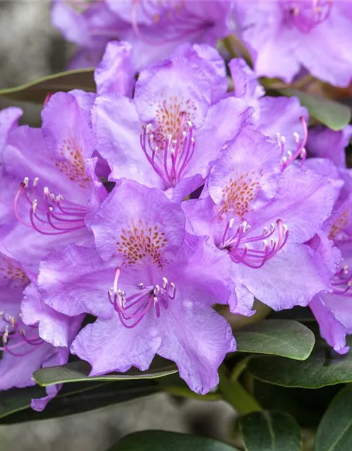 Rhododendron 'Alfred'