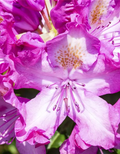 Rhododendron 'Alfred'