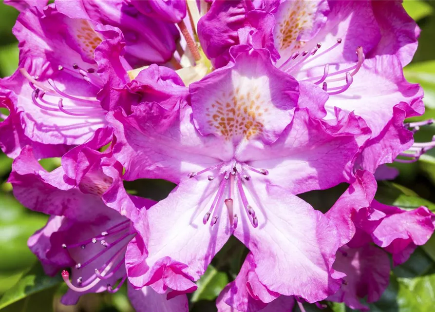 Rhododendron 'Alfred'