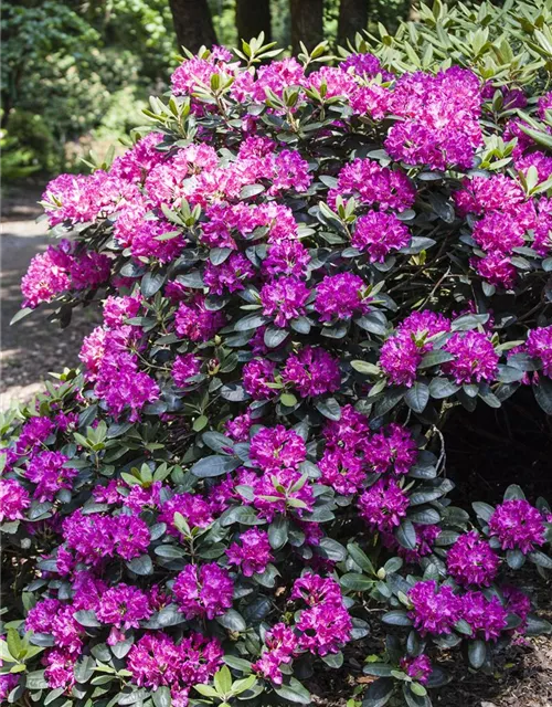 Rhododendron 'Alfred'