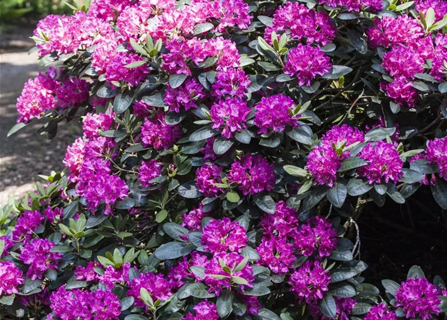 Rhododendron 'Alfred'