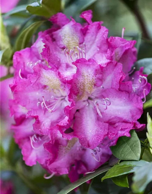 Rhododendron 'Alfred'