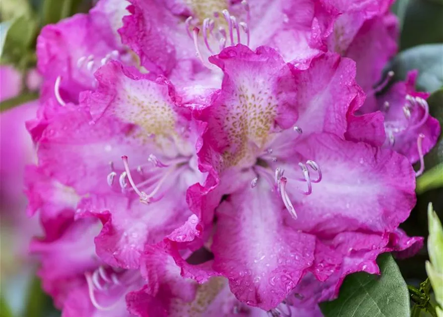 Rhododendron 'Alfred'