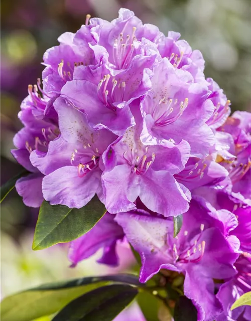 Rhododendron 'Alfred'