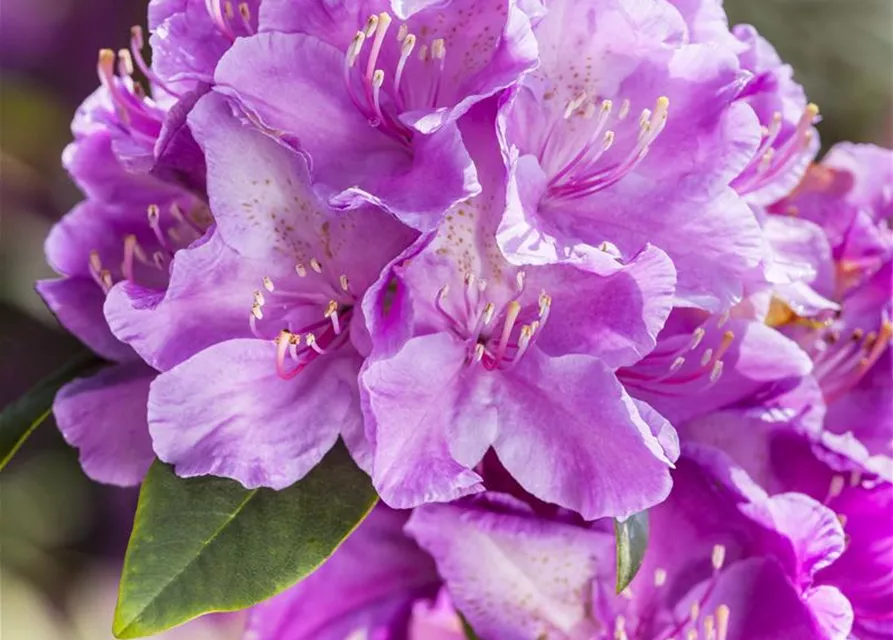 Rhododendron 'Alfred'