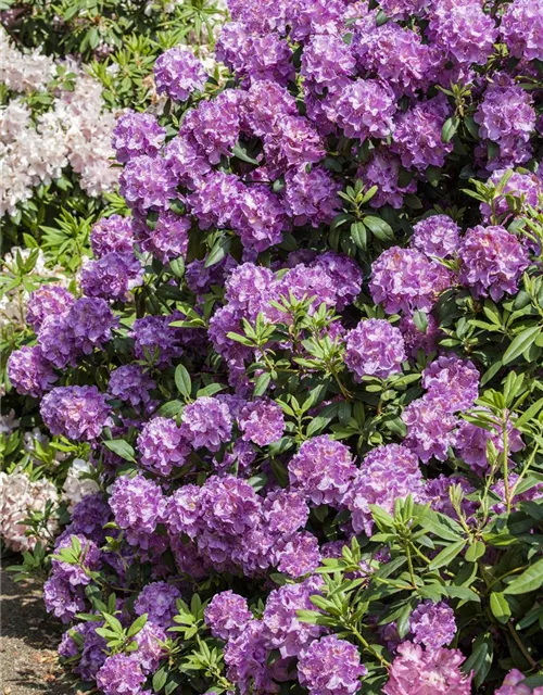 Rhododendron 'Alfred'