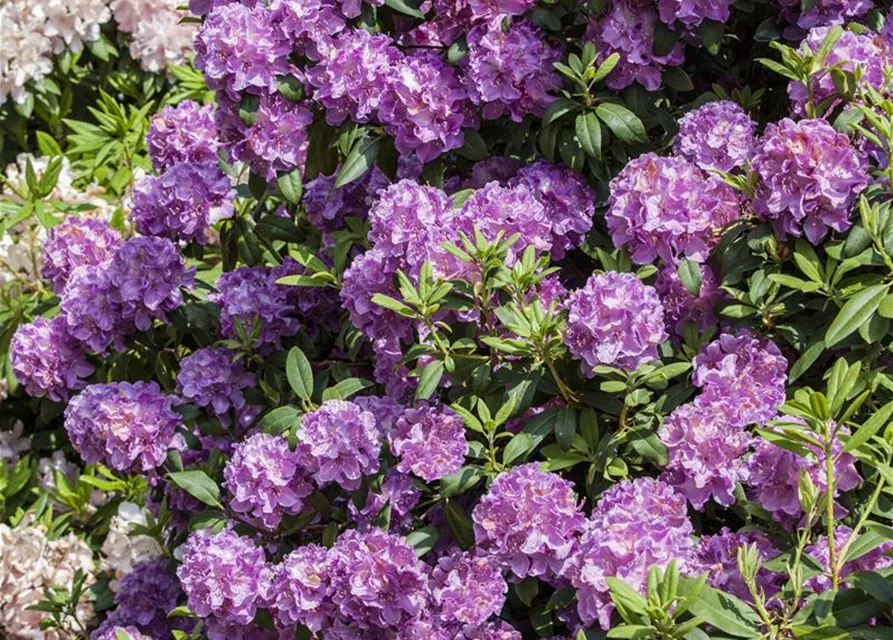 Rhododendron 'Alfred'