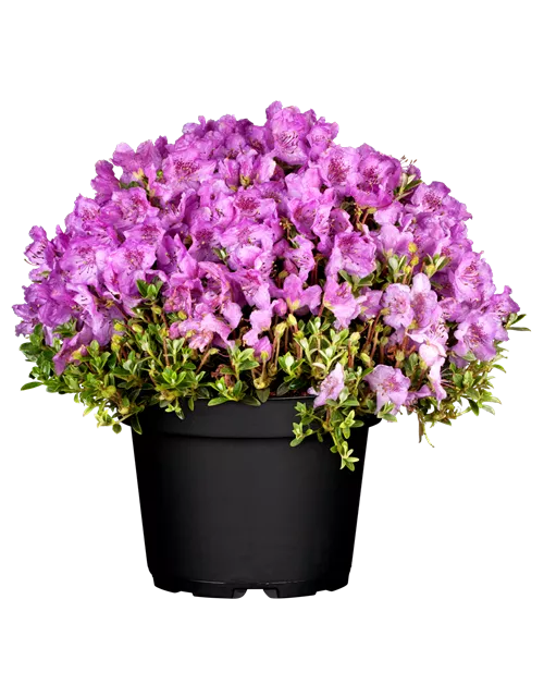 Rhododendron 'Alfred'