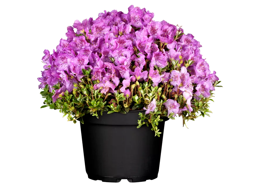 Rhododendron 'Alfred'