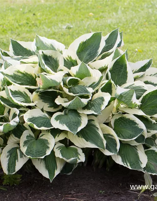Hosta x fortunei 'Patriot'