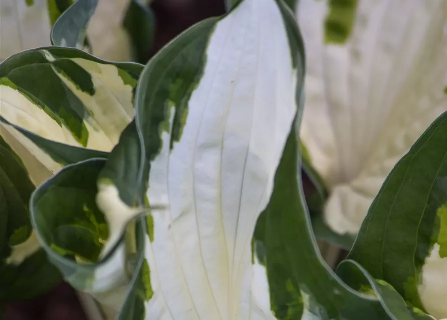 Hosta x fortunei 'Fire and Ice'