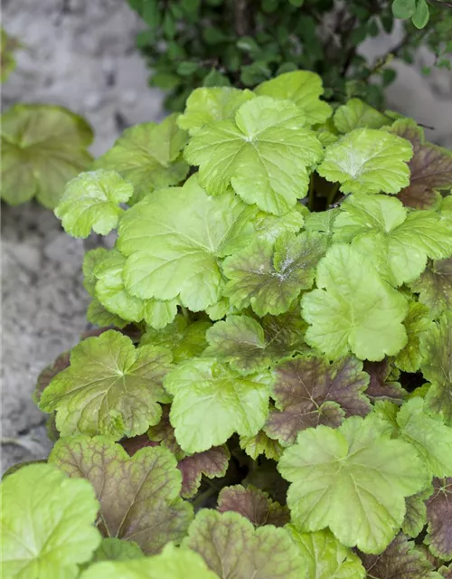 Heucherella(x) tiarell.'Solar Power' -R-