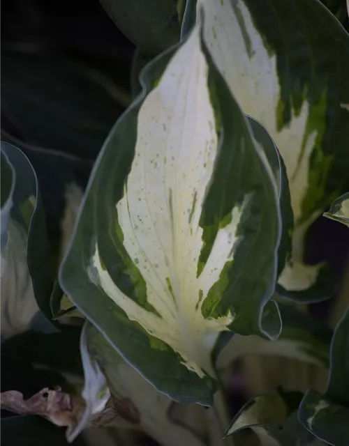 Hosta x fortunei 'Revolution' -R-