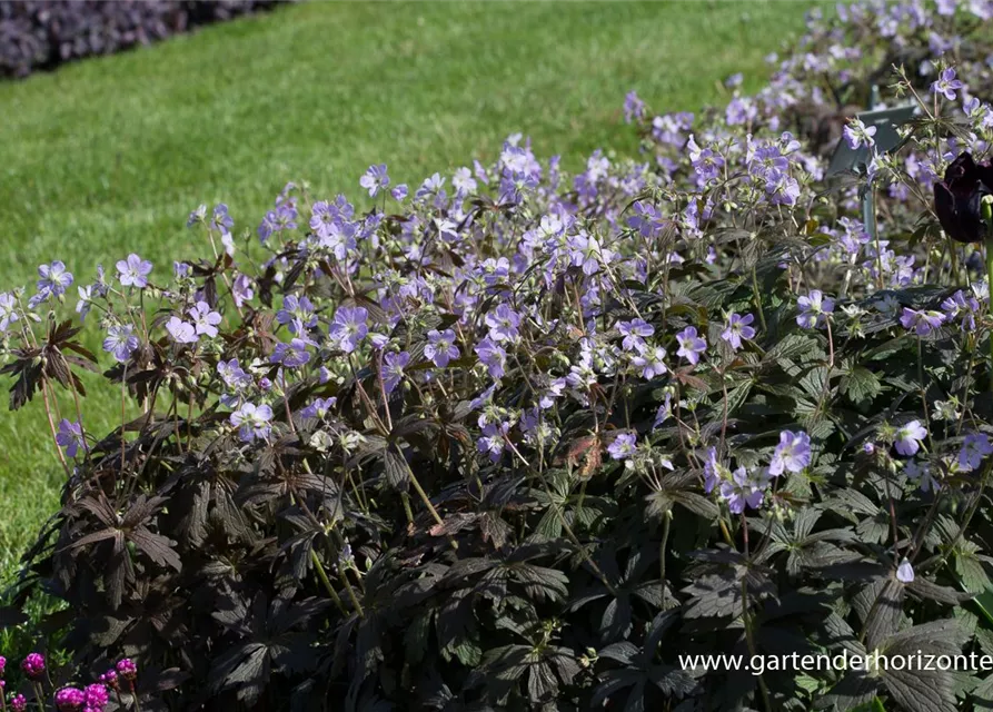 Geranium maculatum 'Espresso'