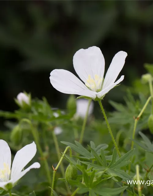 Garten-Schnee-Storchschnabel 'Album'