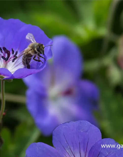 Storchschnabel 'Rozanne'®