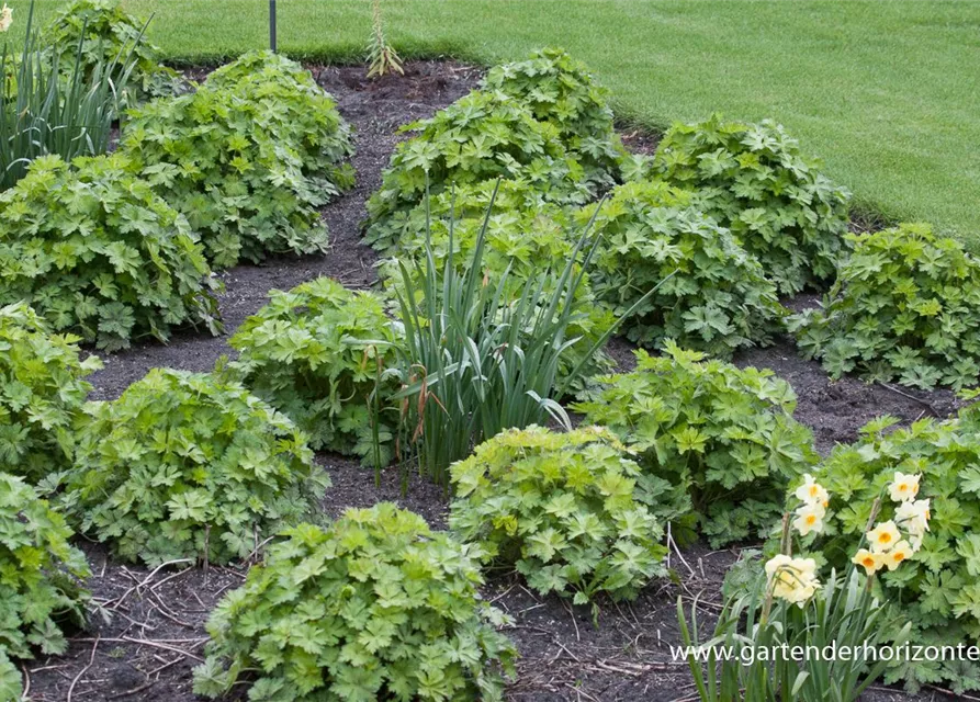 Storchschnabel 'Rozanne'®