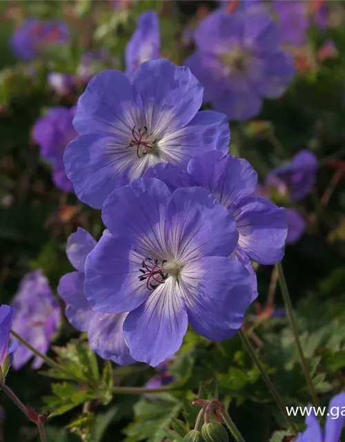 Storchschnabel 'Rozanne'®