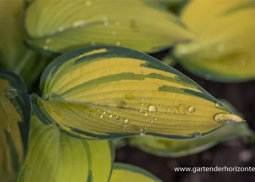 Hosta x tardiana 'Remember Me'