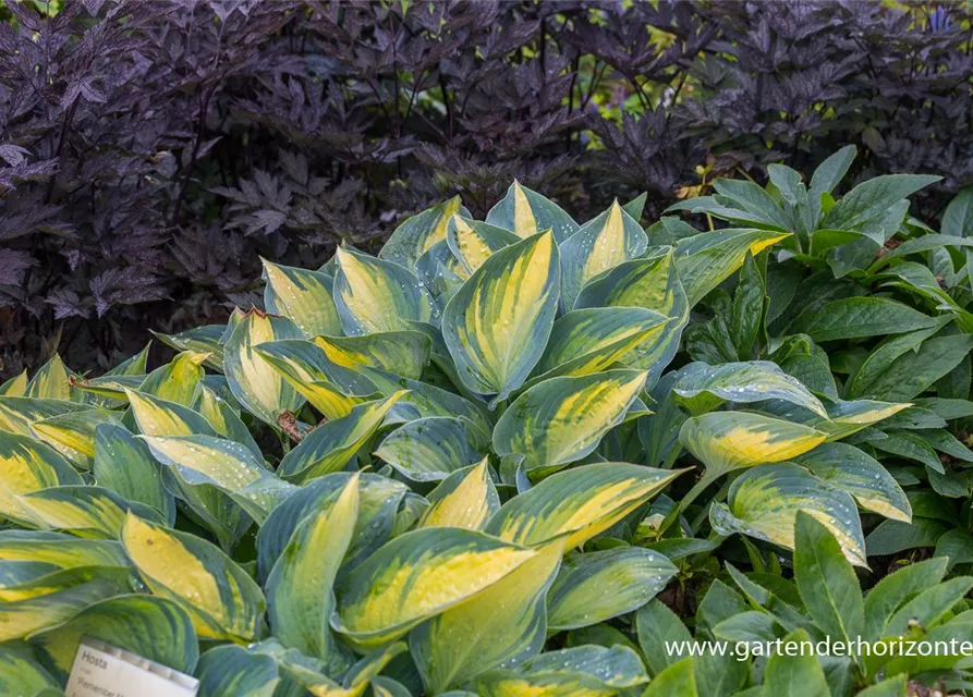 Hosta x tardiana 'Remember Me'