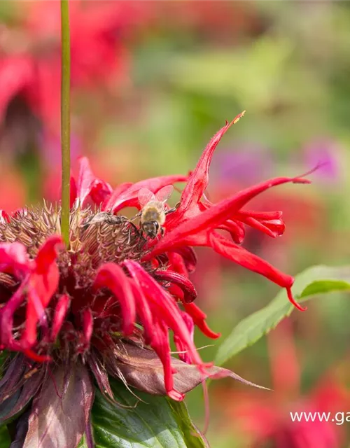 Monarda didyma 'Squaw' Monarda didyma 'Squaw'