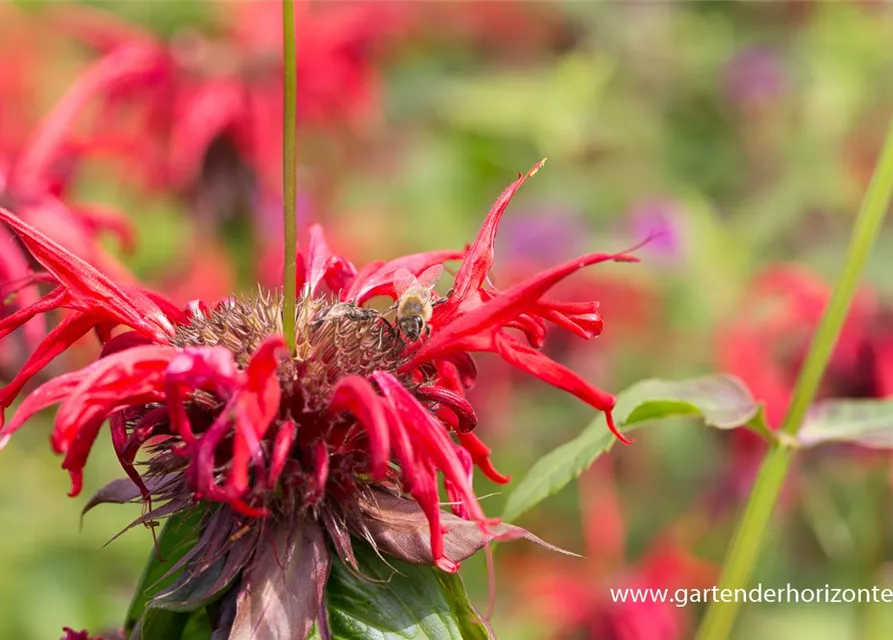 Monarda didyma 'Squaw' Monarda didyma 'Squaw'
