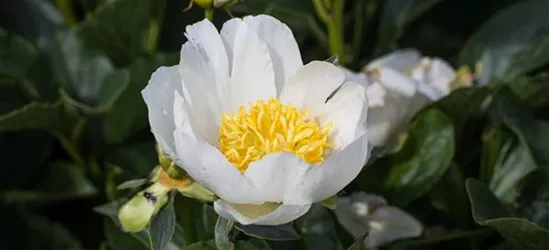 Garten-Pfingstrose 'Jan van Leeuwen'