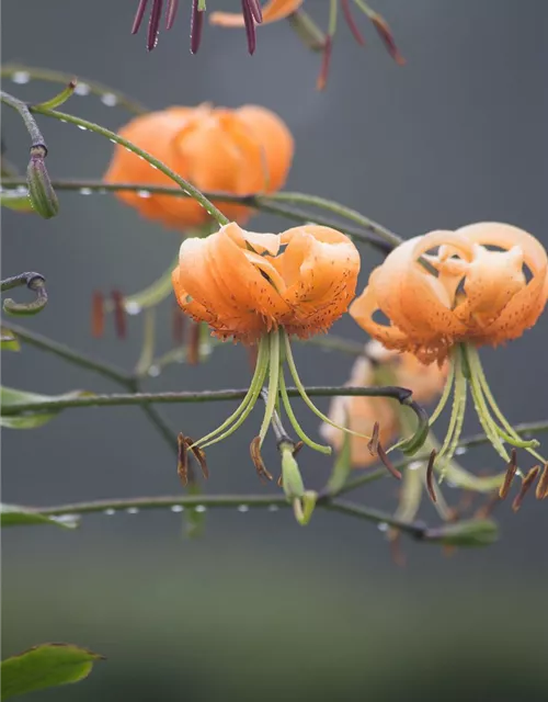 Riesen-Türkenbund-Lilie