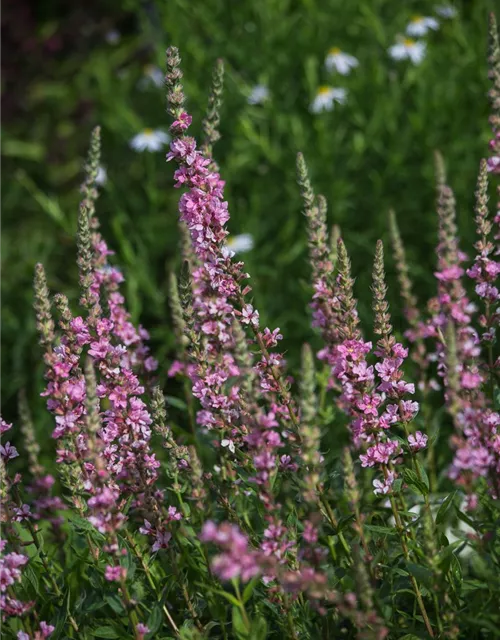 Garten-Blut-Weiderich 'Blush'